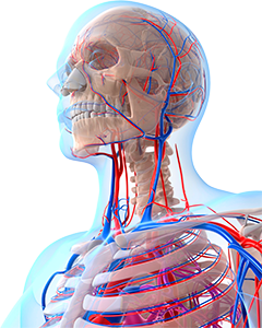 Ecodoppler colorido de artérias carótidas e vertebrais