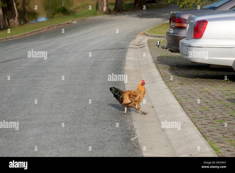 Image: Descubre el Exclusivo Juego de Casino Chicken Road en España